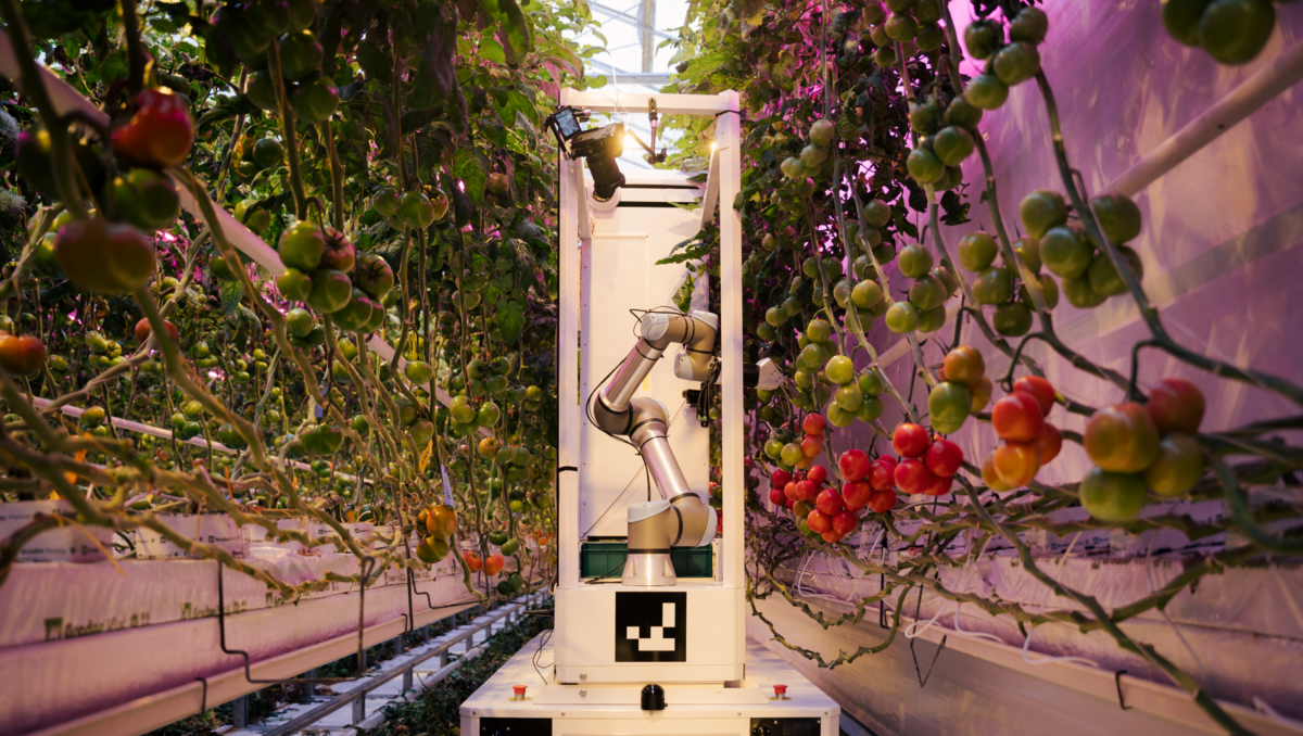 Eternal.ag: Kölner Start-up automatisiert die Tomatenernte