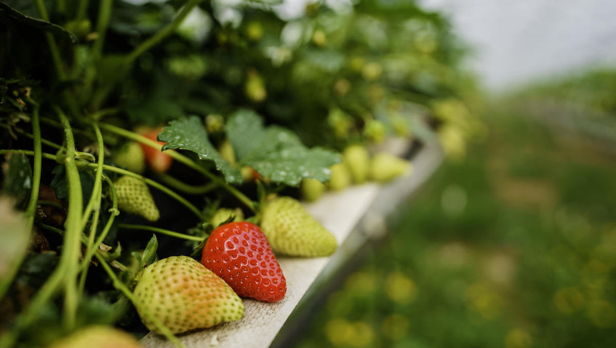 So optimiert KI in Belgien die Landwirtschaft: Schwankende Ernten prognostizieren? Kein Problem!