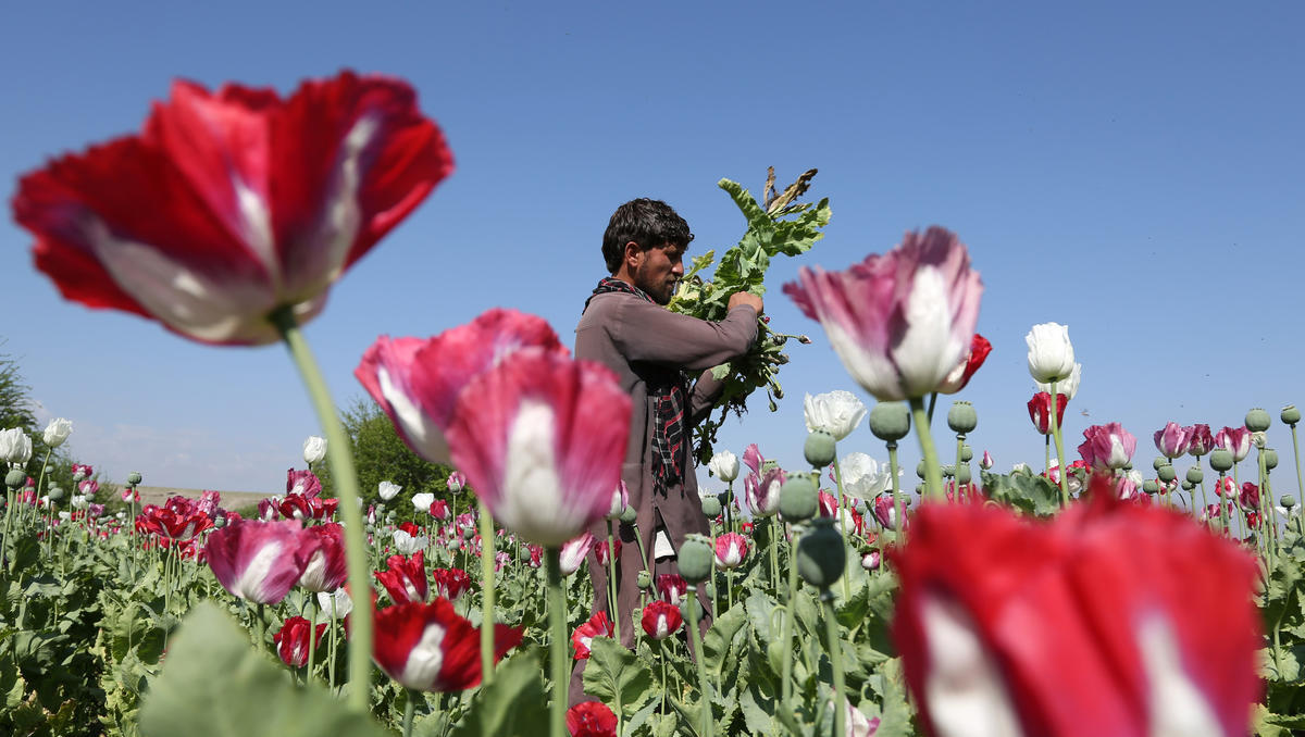 Mohn-Anbau-Verbot in Afghanistan: Europa besorgt wegen Fentanyl
