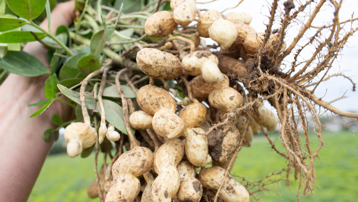 Erfolgreich mit Bio-Erdnüssen: Zwei Bauern sparen mit KI 90 Prozent der Arbeitskosten