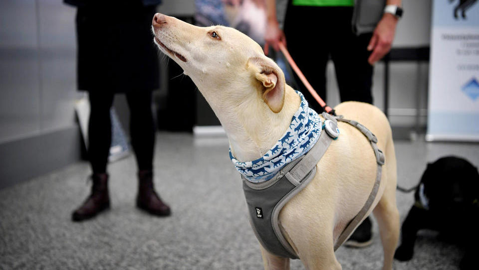 Corona-Spürhunde suchen am Flughafen von Helsinki infizierte Passagiere