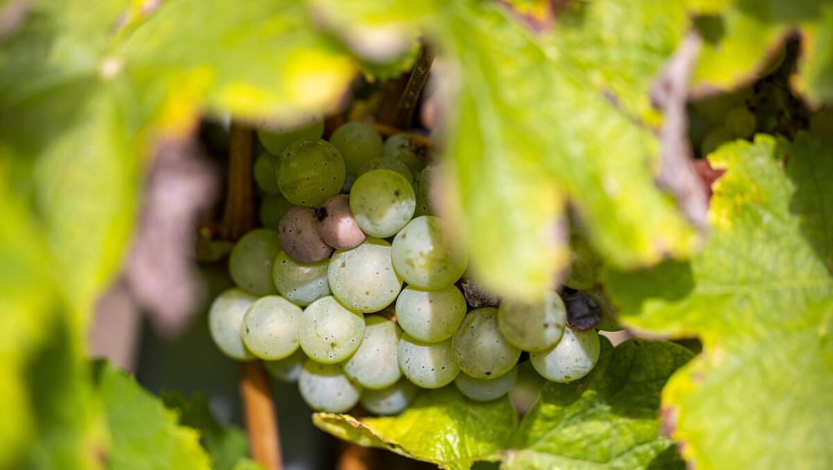 Experten-Interview: Wein ist eine interessante alternative Investition – vor allem auf lange Sicht
