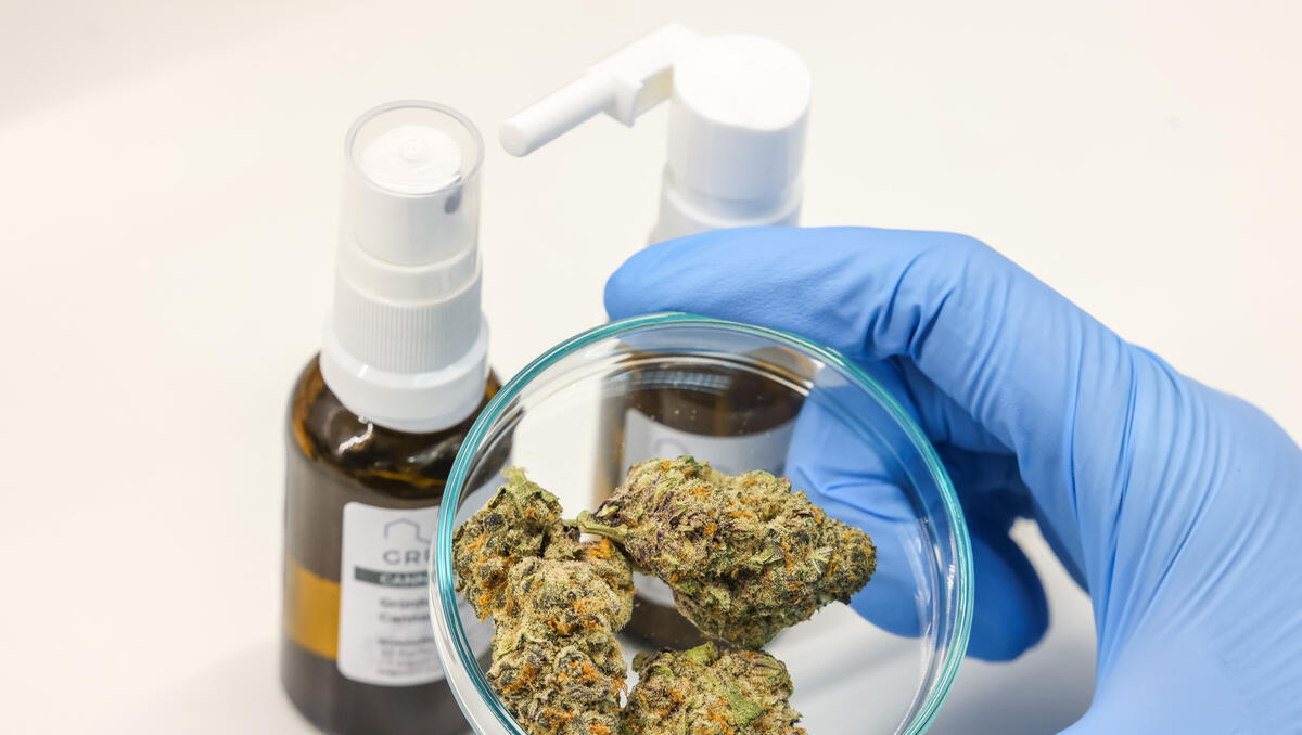 Wachstum von mehr als 600 Prozent: Senioren setzen verstärkt auf Cannabis als Medizin