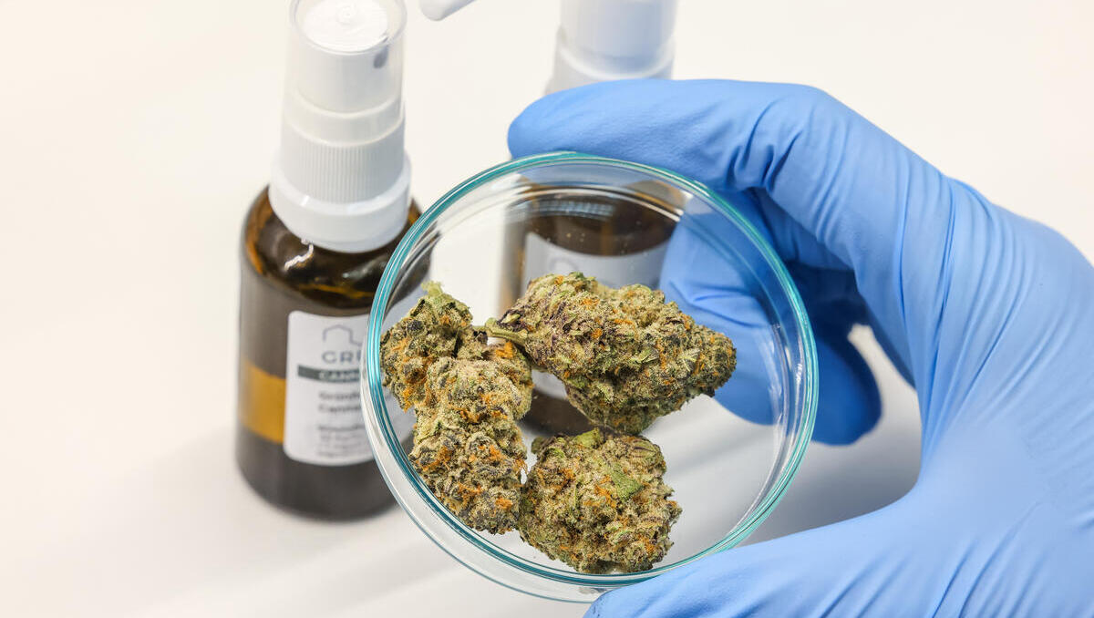 645 Millionen Euro Verlust: Cannabis-Betrug und Geldwäsche-Netzwerk erschüttern Europa