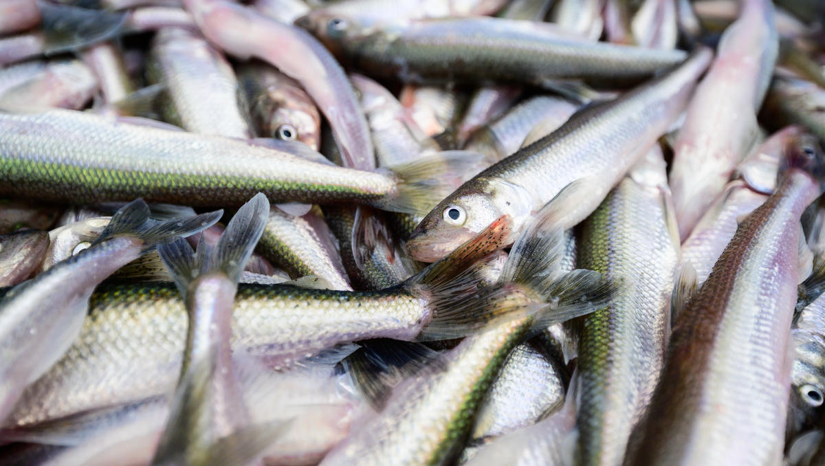 Kollaps der Insekten-Revolution: EU zerstört ihre eigene Bio-Strategie