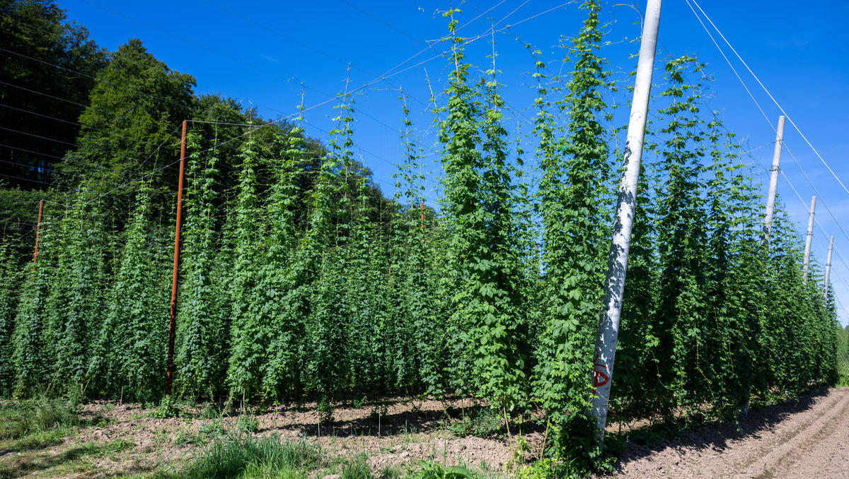Weniger Bier und trotzdem zu viel Hopfen