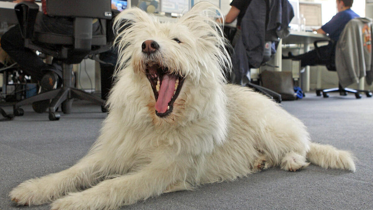 Der beste Freund des Recruiters: Tiere im Büro ziehen Talente stärker an als Boni