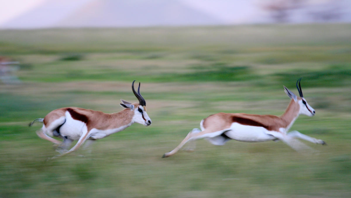 Startups: Wenn die Gazelle das Rennen verliert