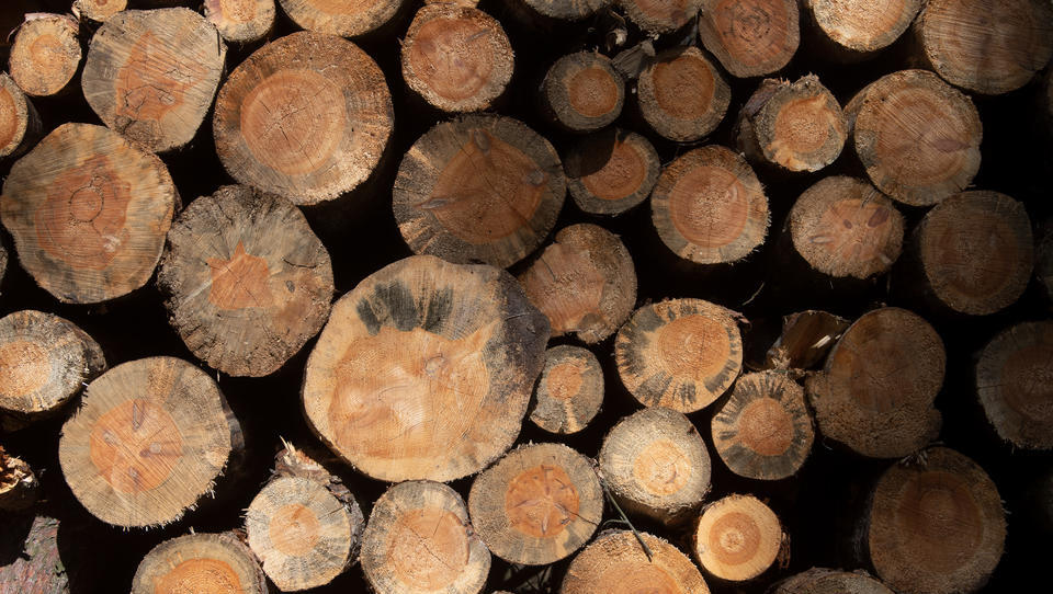 Mittelstandsverband warnt vor Exportbeschränkungen bei Holz