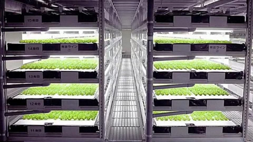 Salat per Knopfdruck: Japan baut weltweit erste Roboterfarm