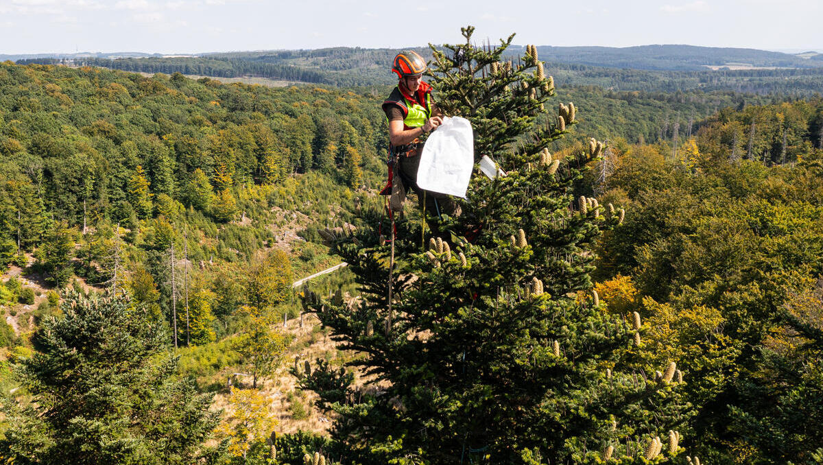 Samenernte in 40 Meter Höhe: Wie der Wald von morgen wächst