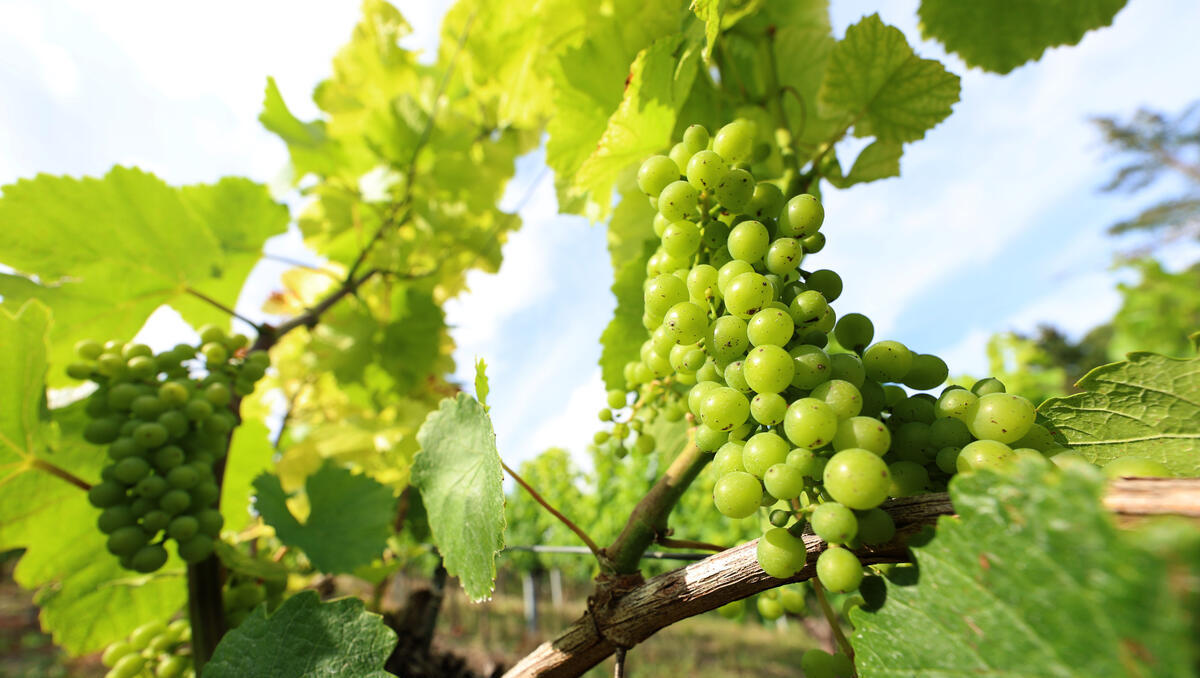 Zölle auf Wein? Deutsche Winzer blicken mit Sorge auf mögliche US-Zölle