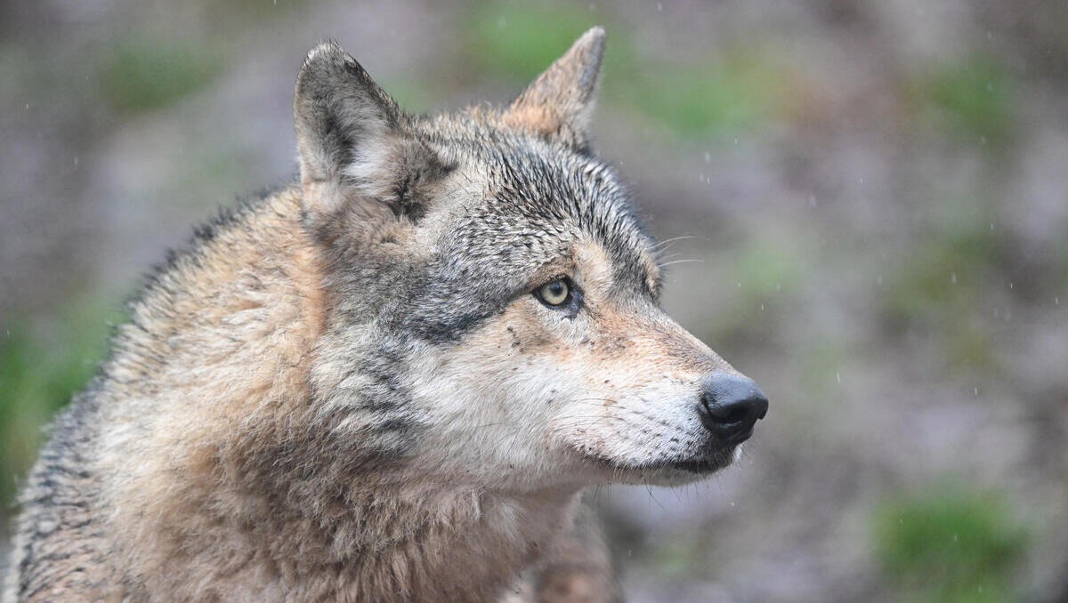 Die Hälfte der Gelder aus Brüssel geht auf dem Weg zum Landwirt verloren