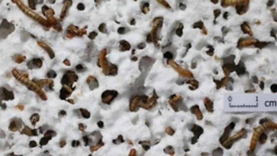 Forscher züchten Würmer, die Plastikmüll in Kompost umwandeln
